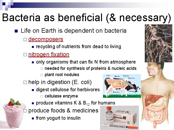 Bacteria as beneficial (& necessary) n Life on Earth is dependent on bacteria ¨