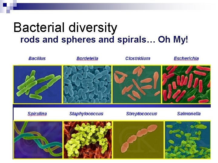 Bacterial diversity rods and spheres and spirals… Oh My! 