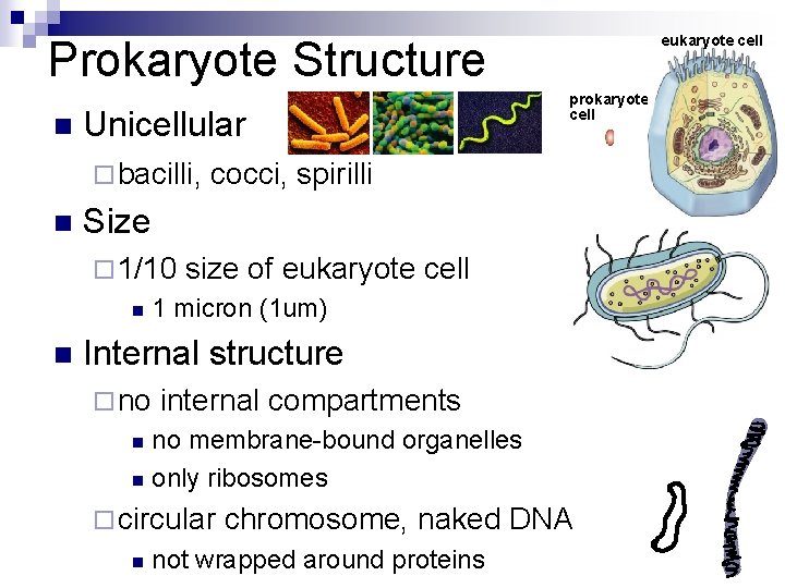 eukaryote cell Prokaryote Structure n Unicellular ¨ bacilli, n cocci, spirilli Size ¨ 1/10