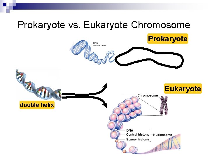 Prokaryote vs. Eukaryote Chromosome Prokaryote Eukaryote double helix 