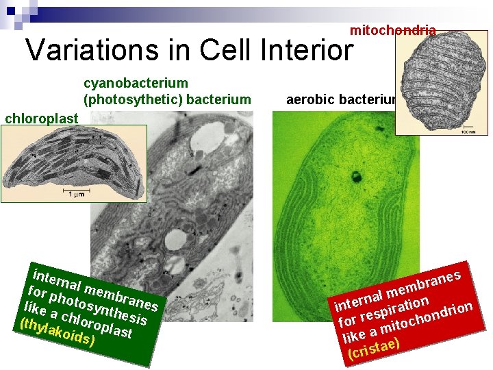 mitochondria Variations in Cell Interior cyanobacterium (photosythetic) bacterium aerobic bacterium chloroplast inter n for