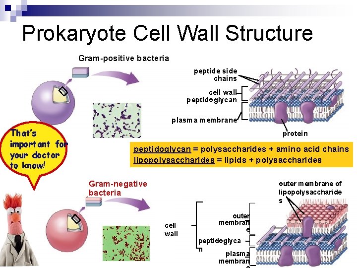 Prokaryote Cell Wall Structure Gram-positive bacteria peptide side chains cell wall peptidoglycan plasma membrane
