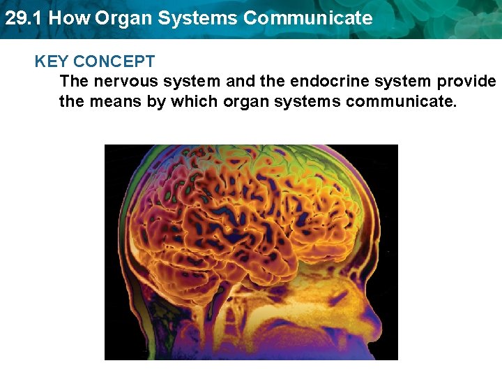 29. 1 How Organ Systems Communicate KEY CONCEPT The nervous system and the endocrine