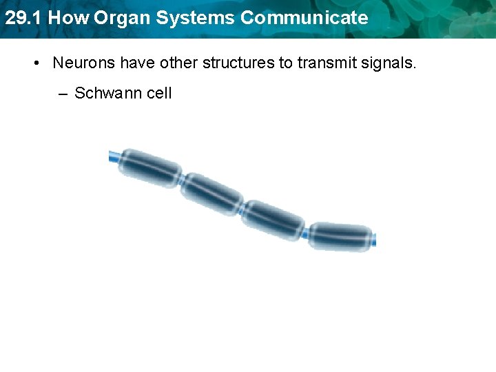 29. 1 How Organ Systems Communicate • Neurons have other structures to transmit signals.