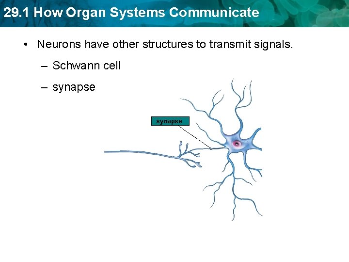 29. 1 How Organ Systems Communicate • Neurons have other structures to transmit signals.