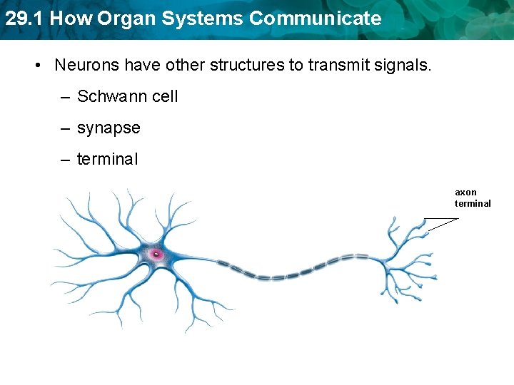 29. 1 How Organ Systems Communicate • Neurons have other structures to transmit signals.