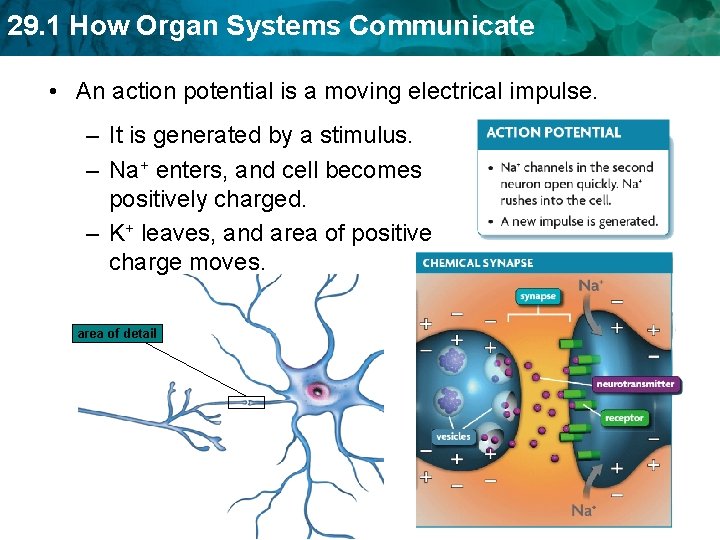 29. 1 How Organ Systems Communicate • An action potential is a moving electrical