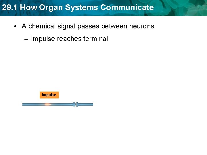 29. 1 How Organ Systems Communicate • A chemical signal passes between neurons. –