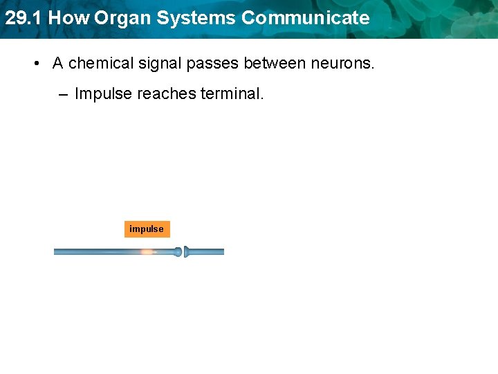29. 1 How Organ Systems Communicate • A chemical signal passes between neurons. –