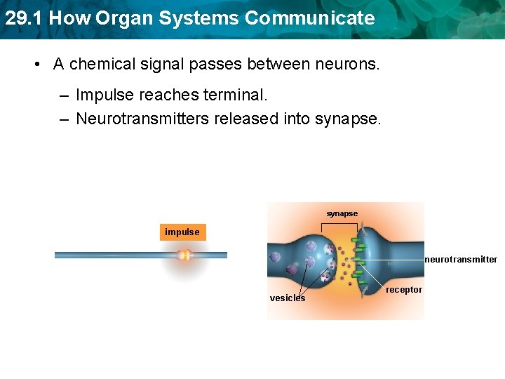 29. 1 How Organ Systems Communicate • A chemical signal passes between neurons. –