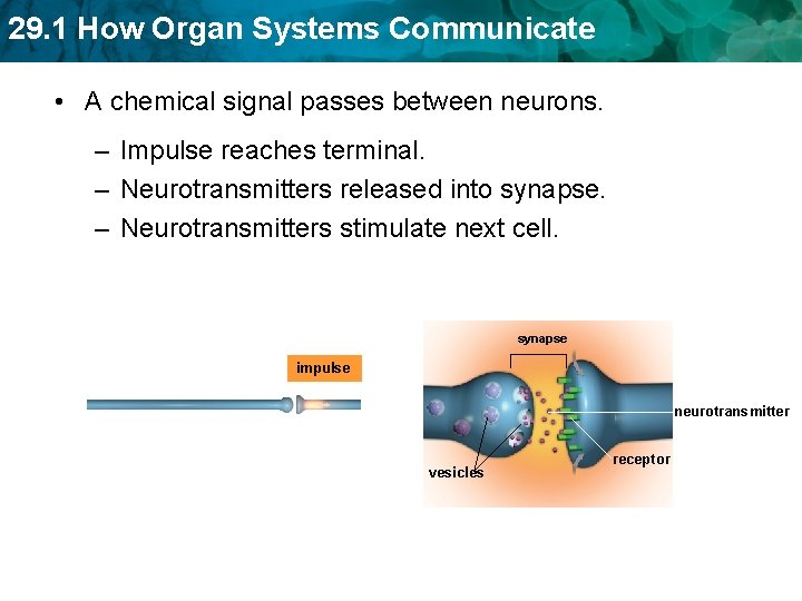 29. 1 How Organ Systems Communicate • A chemical signal passes between neurons. –