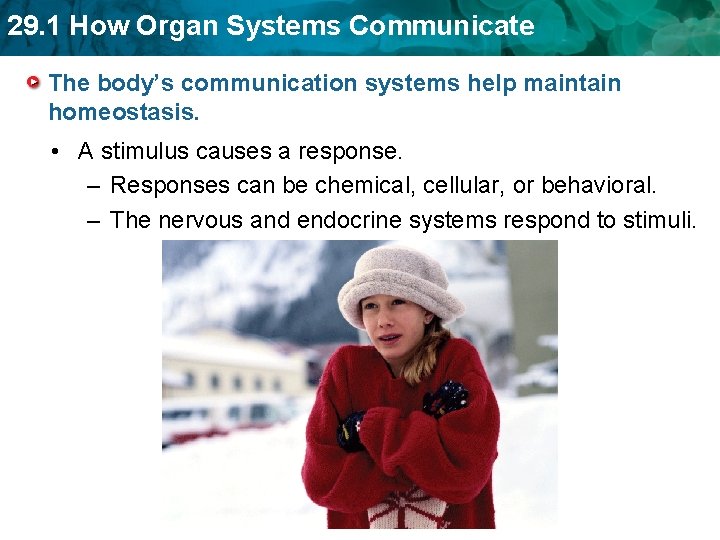 29. 1 How Organ Systems Communicate The body’s communication systems help maintain homeostasis. •