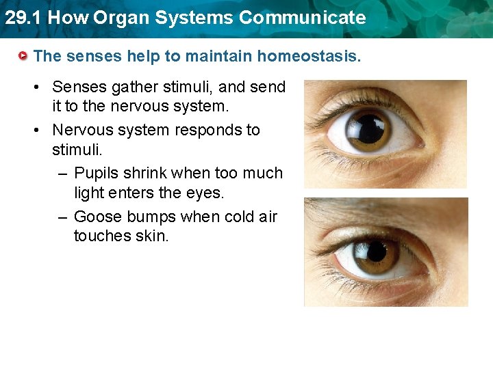 29. 1 How Organ Systems Communicate The senses help to maintain homeostasis. • Senses