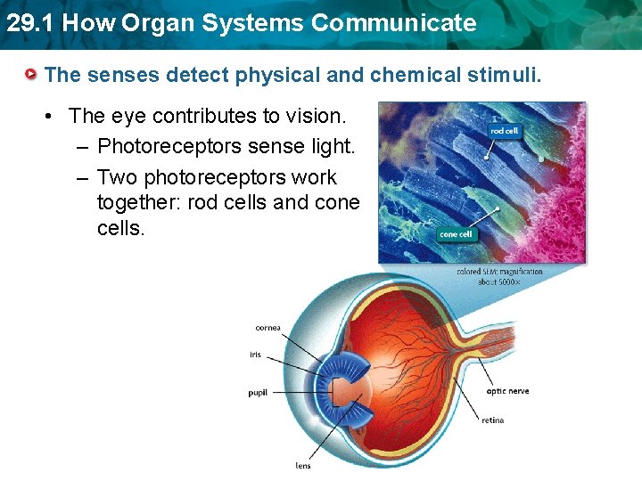 29. 1 How Organ Systems Communicate The senses detect physical and chemical stimuli. •