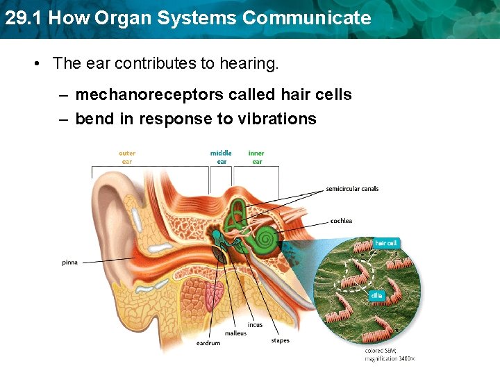 29. 1 How Organ Systems Communicate • The ear contributes to hearing. – mechanoreceptors