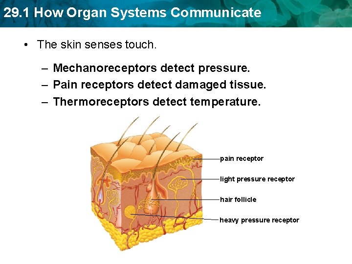 29. 1 How Organ Systems Communicate • The skin senses touch. – Mechanoreceptors detect