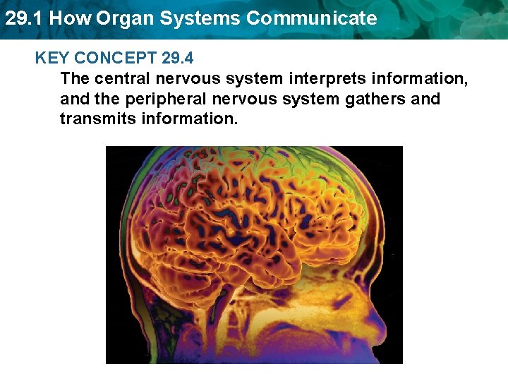 29. 1 How Organ Systems Communicate KEY CONCEPT 29. 4 The central nervous system