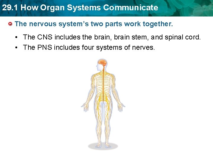 29. 1 How Organ Systems Communicate The nervous system’s two parts work together. •