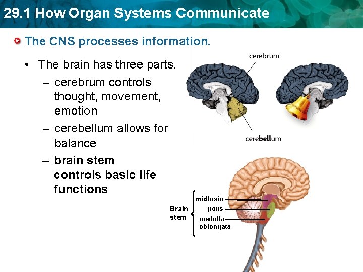 29. 1 How Organ Systems Communicate The CNS processes information. • The brain has