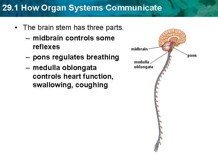 29. 1 How Organ Systems Communicate • The brain stem has three parts. –