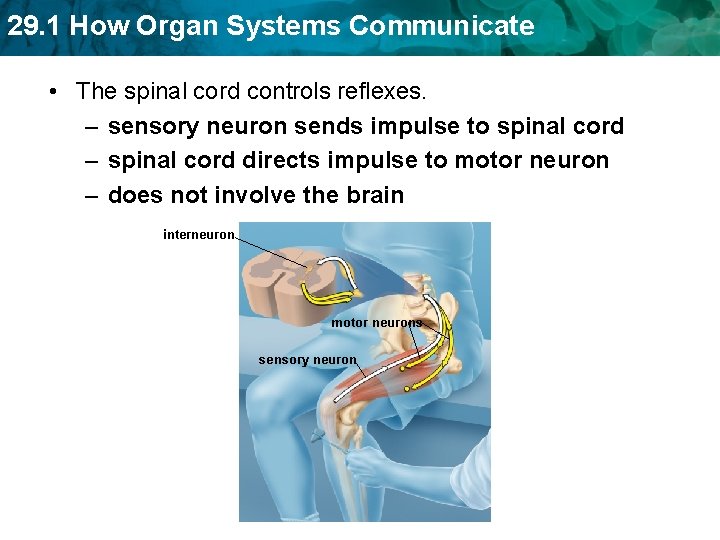29. 1 How Organ Systems Communicate • The spinal cord controls reflexes. – sensory