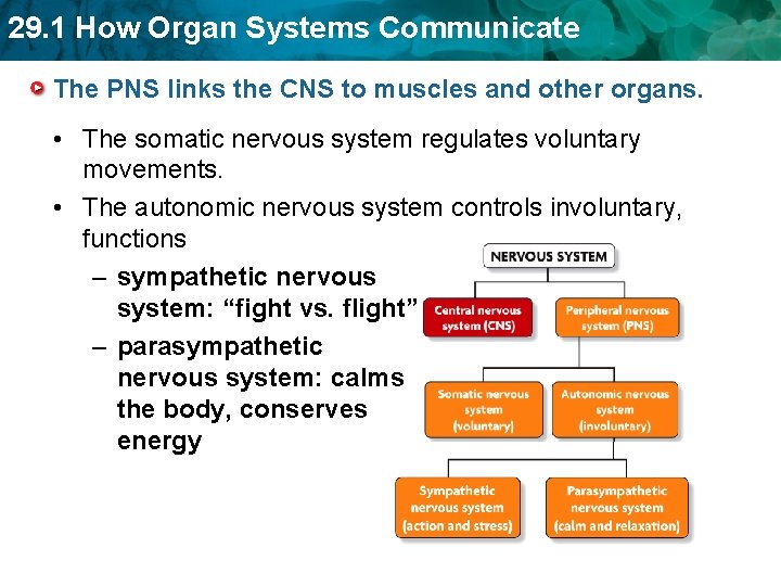 29. 1 How Organ Systems Communicate The PNS links the CNS to muscles and