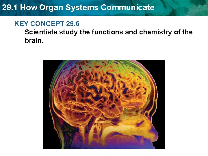 29. 1 How Organ Systems Communicate KEY CONCEPT 29. 5 Scientists study the functions