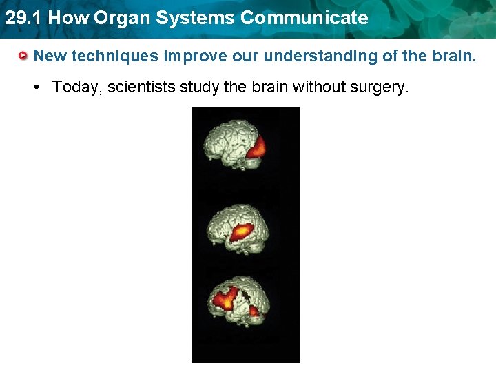 29. 1 How Organ Systems Communicate New techniques improve our understanding of the brain.