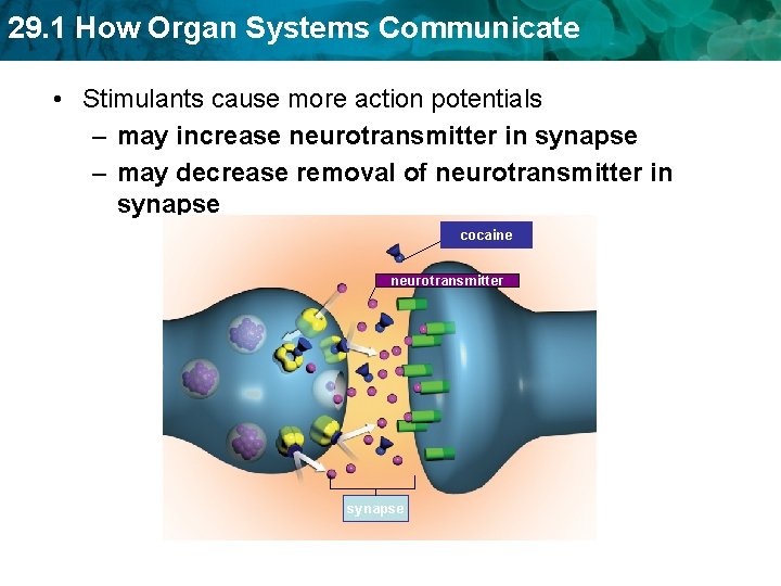 29. 1 How Organ Systems Communicate • Stimulants cause more action potentials – may