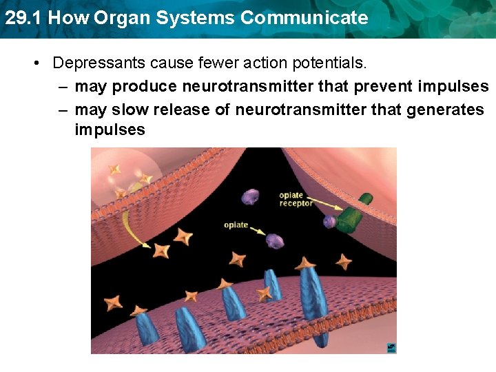 29. 1 How Organ Systems Communicate • Depressants cause fewer action potentials. – may