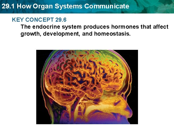 29. 1 How Organ Systems Communicate KEY CONCEPT 29. 6 The endocrine system produces