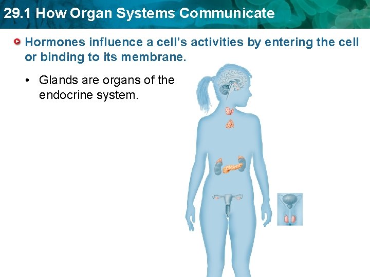 29. 1 How Organ Systems Communicate Hormones influence a cell’s activities by entering the