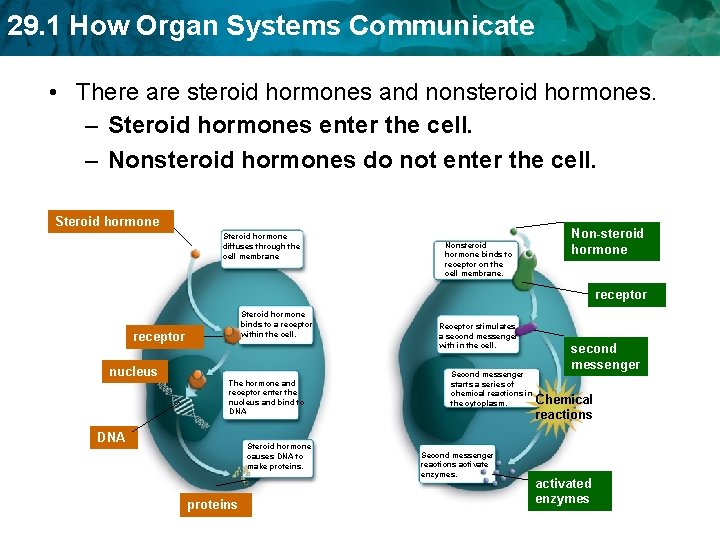 29. 1 How Organ Systems Communicate • There are steroid hormones and nonsteroid hormones.
