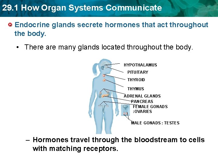 29. 1 How Organ Systems Communicate Endocrine glands secrete hormones that act throughout the