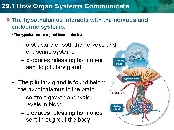 29. 1 How Organ Systems Communicate The hypothalamus interacts with the nervous and endocrine