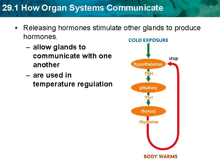 29. 1 How Organ Systems Communicate • Releasing hormones stimulate other glands to produce