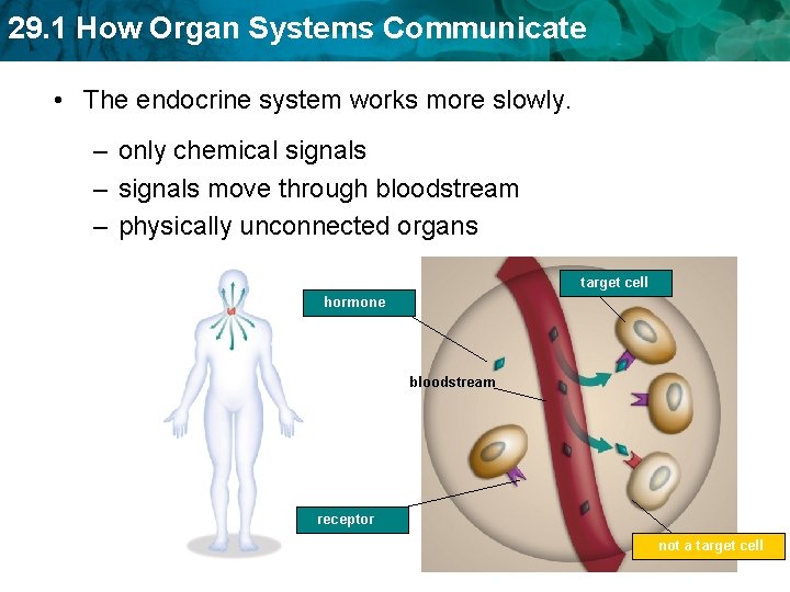 29. 1 How Organ Systems Communicate • The endocrine system works more slowly. –