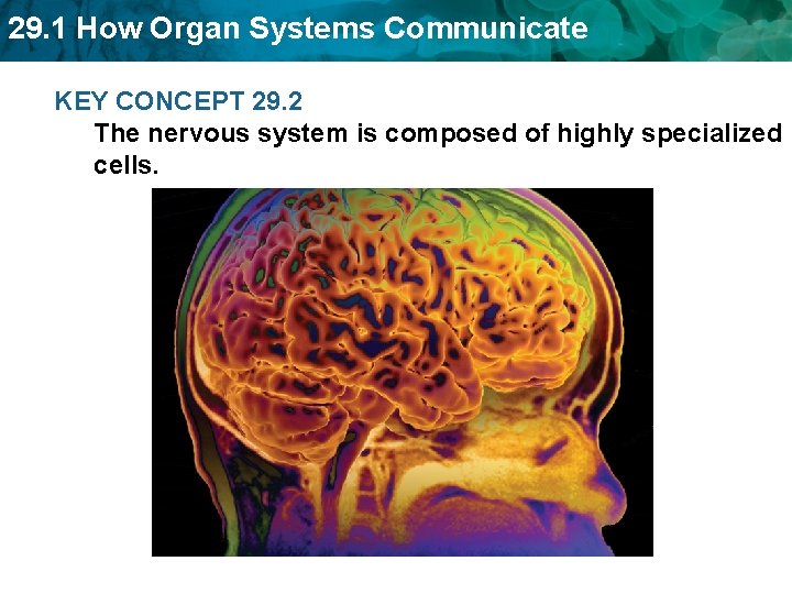 29. 1 How Organ Systems Communicate KEY CONCEPT 29. 2 The nervous system is