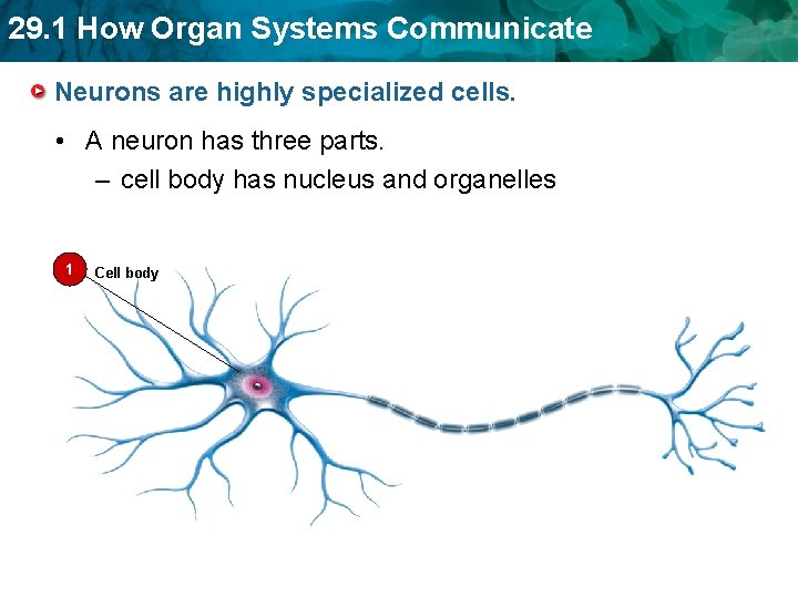 29. 1 How Organ Systems Communicate Neurons are highly specialized cells. • A neuron