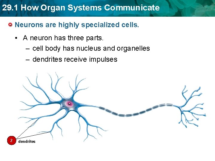 29. 1 How Organ Systems Communicate Neurons are highly specialized cells. • A neuron