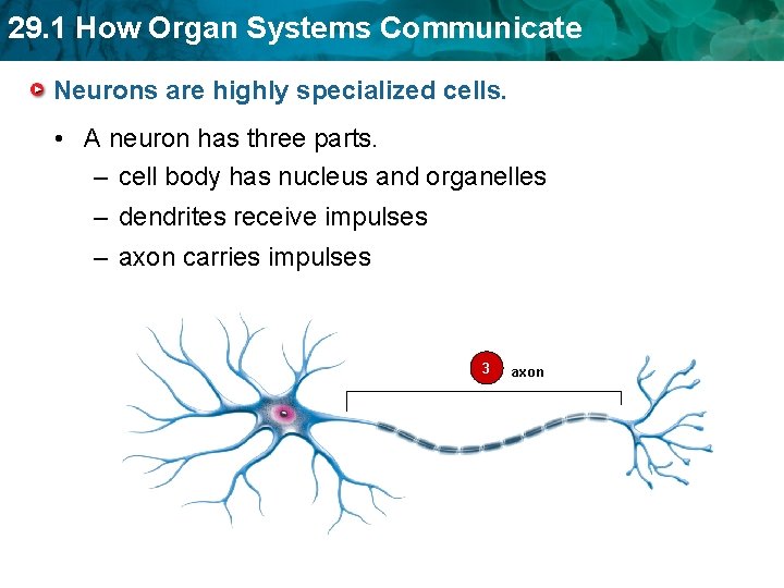 29. 1 How Organ Systems Communicate Neurons are highly specialized cells. • A neuron