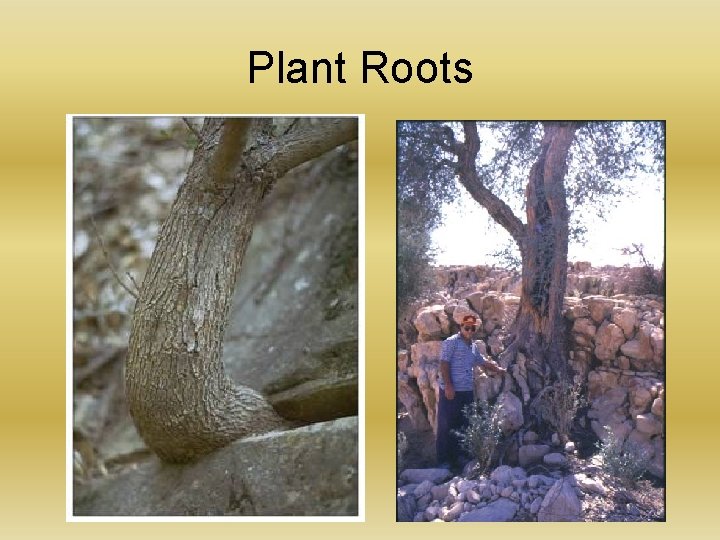 Plant Roots 