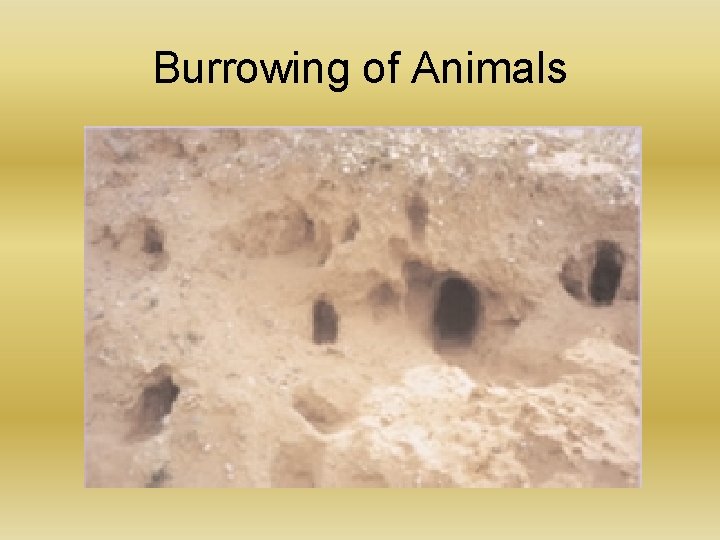 Burrowing of Animals 