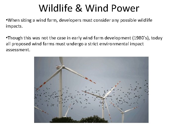 Wildlife & Wind Power • When siting a wind farm, developers must consider any Wildlife & Wind Power • When siting a wind farm, developers must consider any