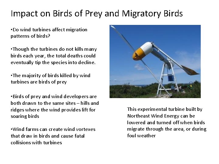 Impact on Birds of Prey and Migratory Birds • Do wind turbines affect migration Impact on Birds of Prey and Migratory Birds • Do wind turbines affect migration
