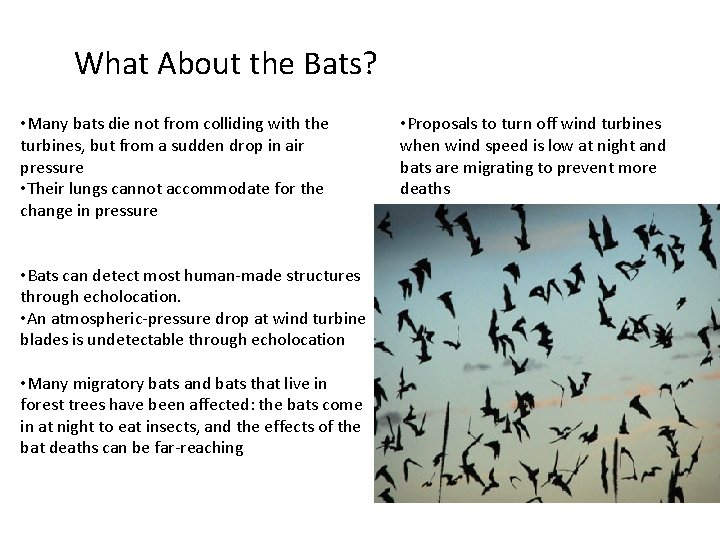 What About the Bats? • Many bats die not from colliding with the turbines, What About the Bats? • Many bats die not from colliding with the turbines,