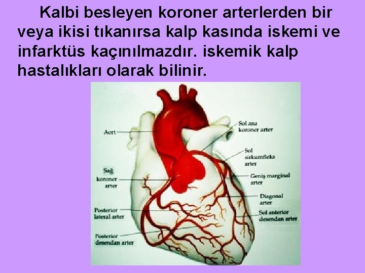 Kalbi besleyen koroner arterlerden bir veya ikisi tıkanırsa kalp kasında iskemi ve infarktüs kaçınılmazdır.