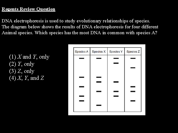 Regents Review Question DNA electrophoresis is used to study evolutionary relationships of species. The