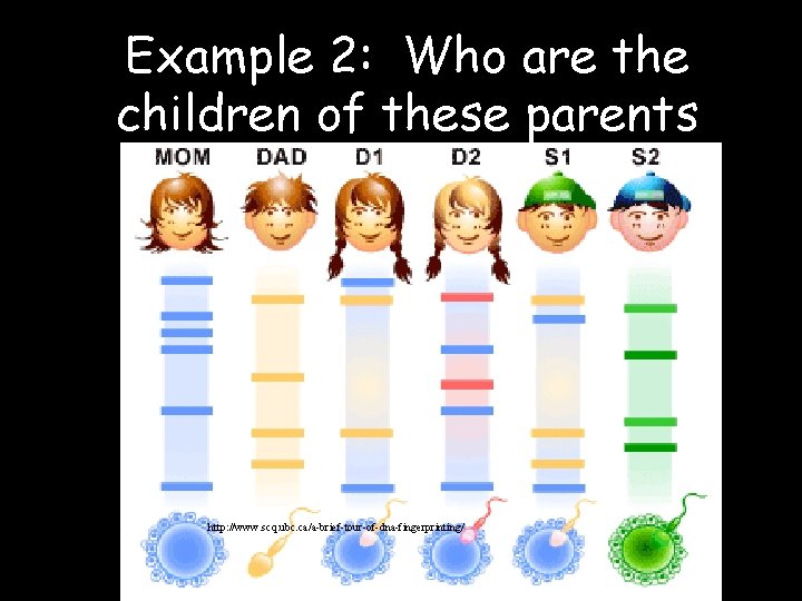 Example 2: Who are the children of these parents http: //www. scq. ubc. ca/a-brief-tour-of-dna-fingerprinting/