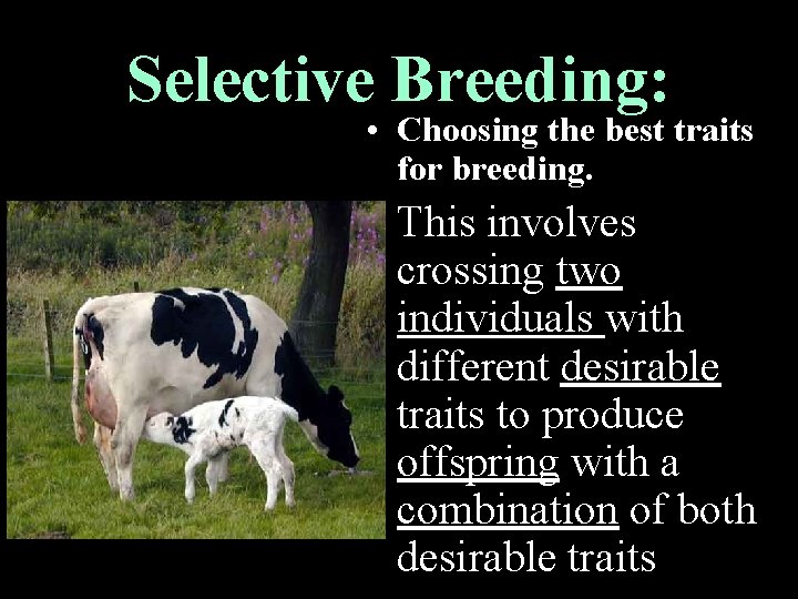 Selective Breeding: • Choosing the best traits for breeding. • This involves crossing two